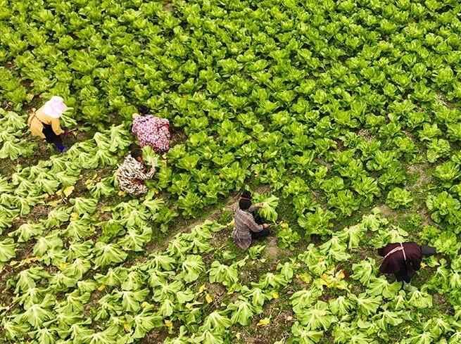 贵州丹寨：采收芥菜
