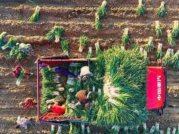 河南新野：收获钢葱