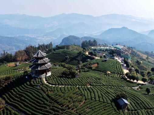 冬日茶园美如画