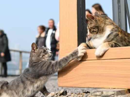 为流浪猫筑“港湾” 重庆一猫猫主题乐园走红