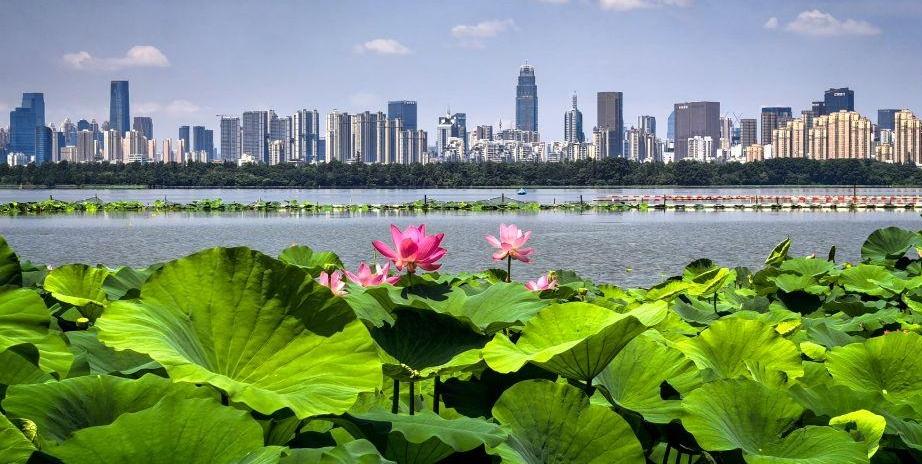 美丽中国丨荷风十里东湖夏 碧水长天入画来