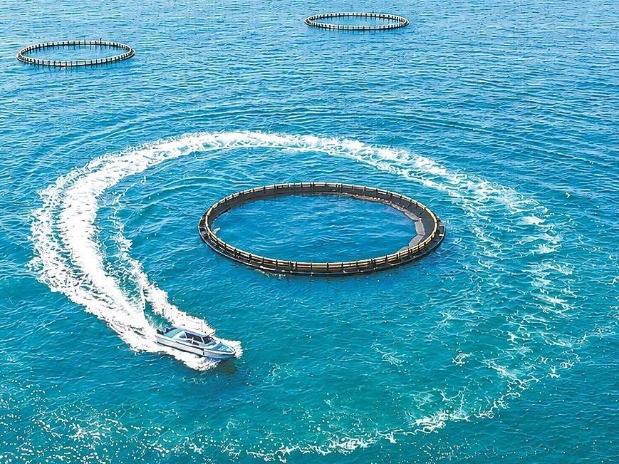 湛江“整域授信”破解海洋牧场融资难题