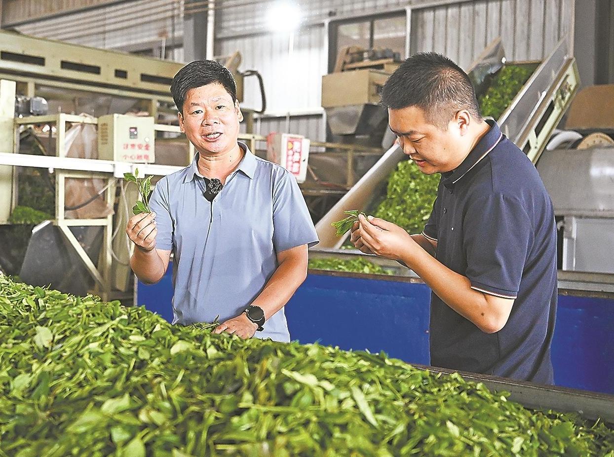 曾经“不值钱”的夏秋茶，如今成了大湾区“香饽饽” 粤黔协作助湄潭茶产业闯出十亿元级振兴新赛道