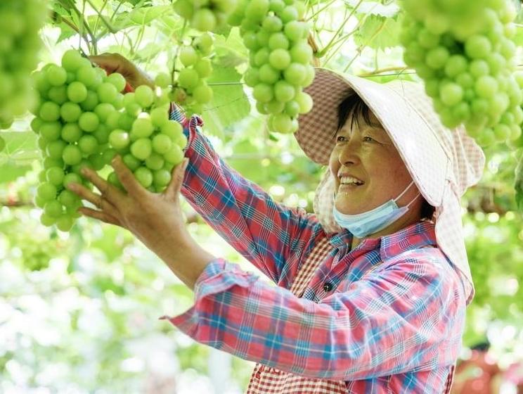  葡萄丰收采摘忙