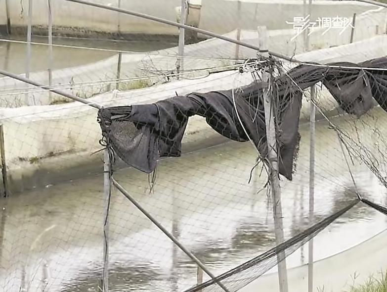 牛蛙养殖抗生素超标?有关部门已对产品封存并送检