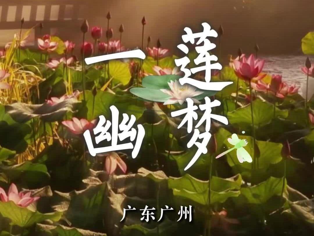 一“莲”幽梦 万事清宁 | 岭南行记