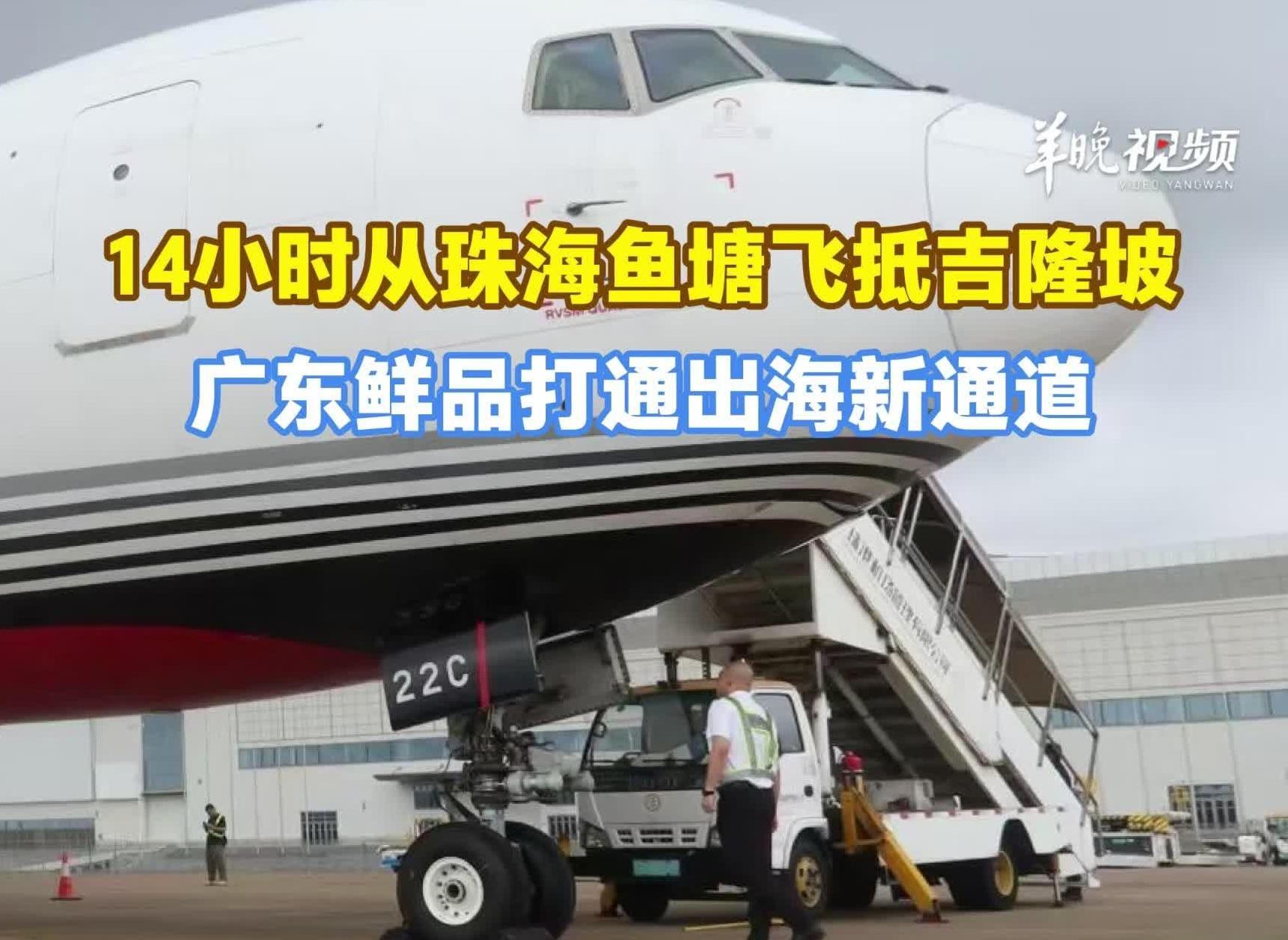 为了“鲜活”两字拼了!广东活鱼14小时从珠海鱼塘飞抵吉隆坡