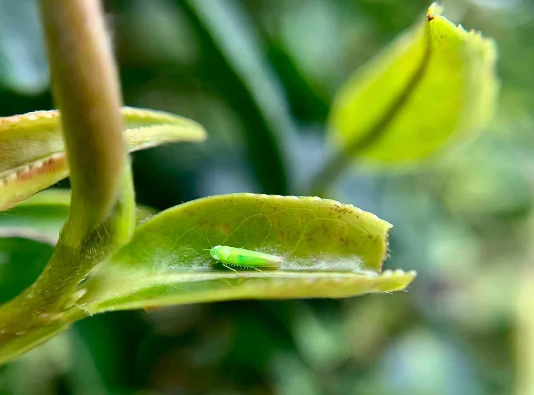  被虫咬过的茶可喝还可吃？河源紫金借“粤菜师傅”工程发展蝉茶餐饮产业