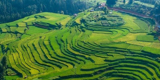  贵州岜沙苗寨初秋梯田美
