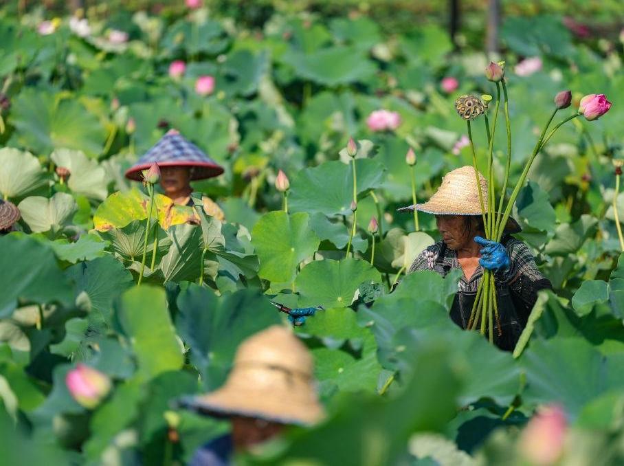  重庆大足：发展荷花产业 培育“美丽经济”