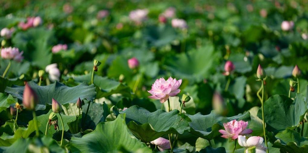  重庆大足：发展荷花产业 培育“美丽经济”