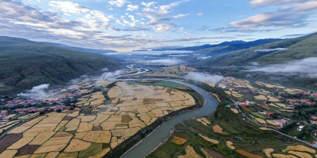  青稞成熟绘就丰收美景