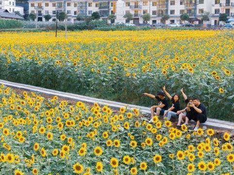 湖北神农架:百亩向日葵绽放夏日“金色浪漫”
