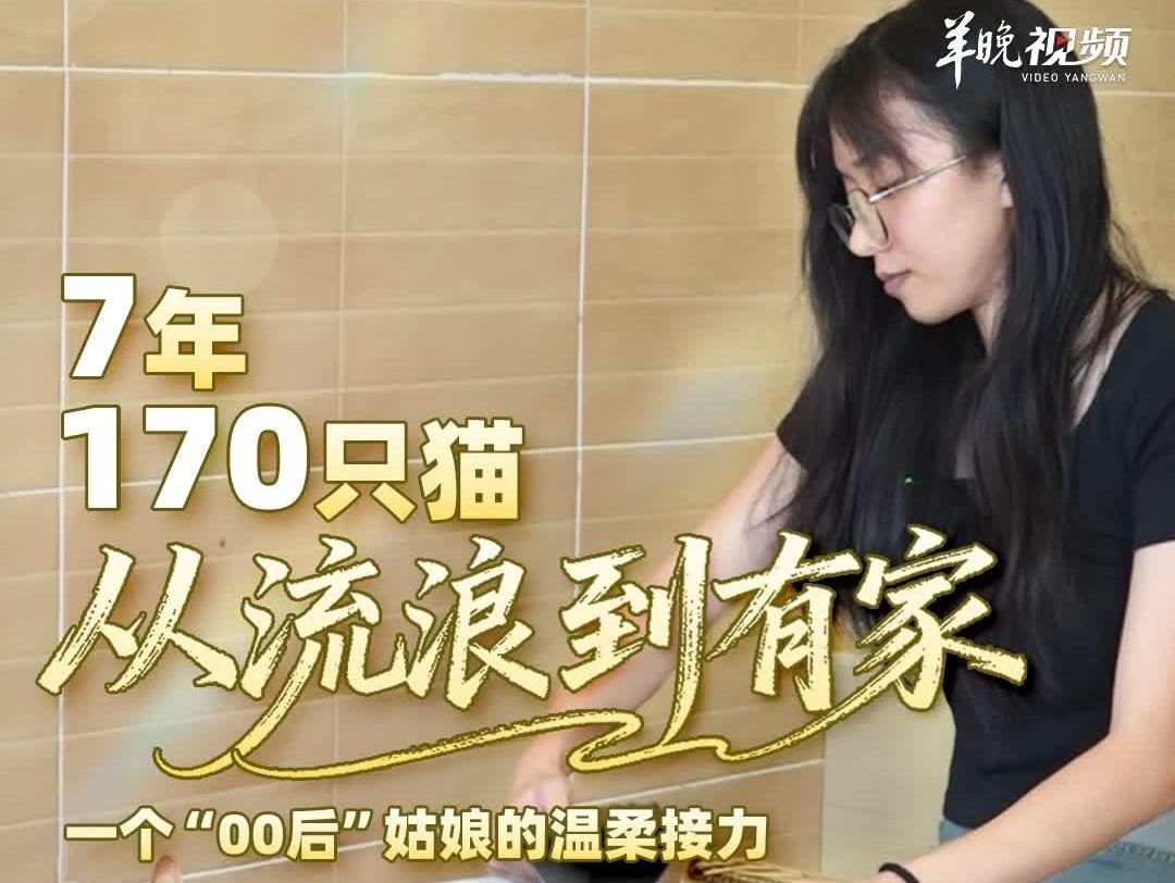  7年、170只猫、从流浪到有家——一个“00后”姑娘的温柔接力