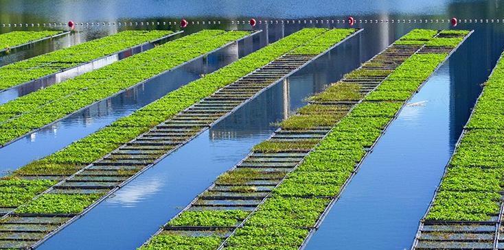  浙江淳安：生态浮岛种菜忙