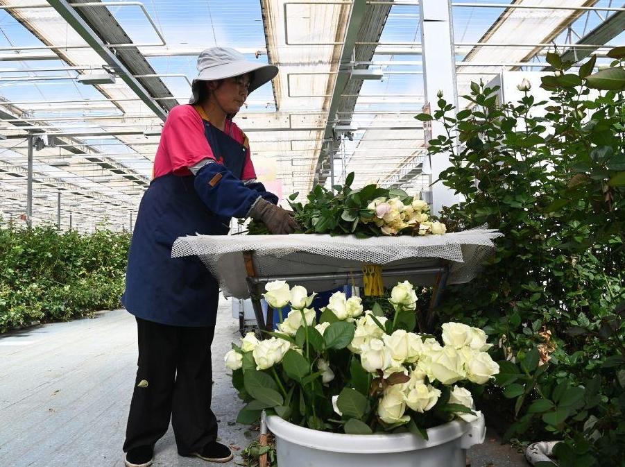 甘肃临夏：鲜切玫瑰生产销售忙
