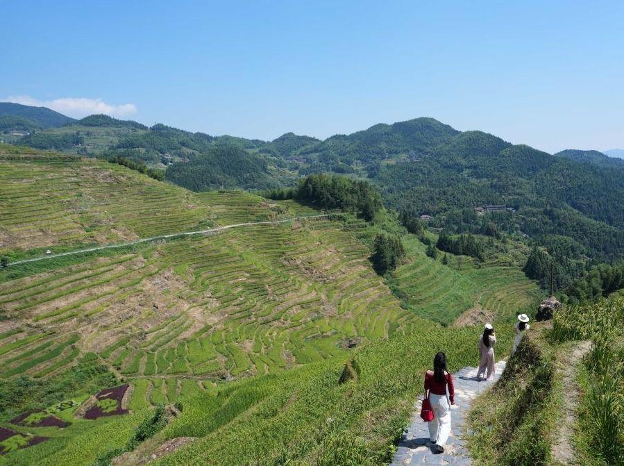 美丽中国丨秋韵紫鹊界 梯田入画来