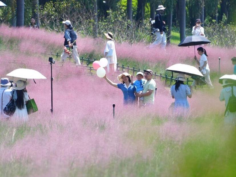 粉黛花开迎客来