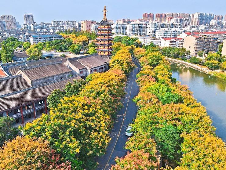 栾树花开 秋意渐浓