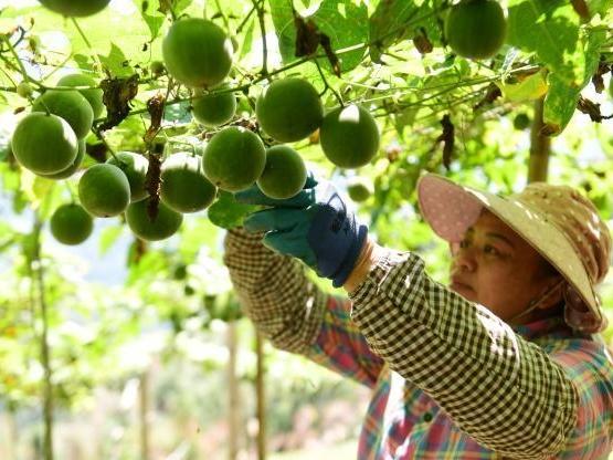 广西龙胜：寒露节气 罗汉果丰收村民采摘忙