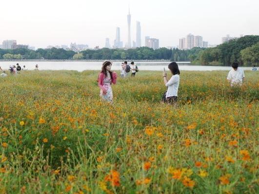 广州海珠湖硫华菊花海吸引游客