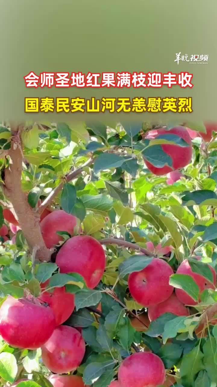 红军会师地甘肃会宁:高原苹果挂满枝,以丰收告慰英烈
