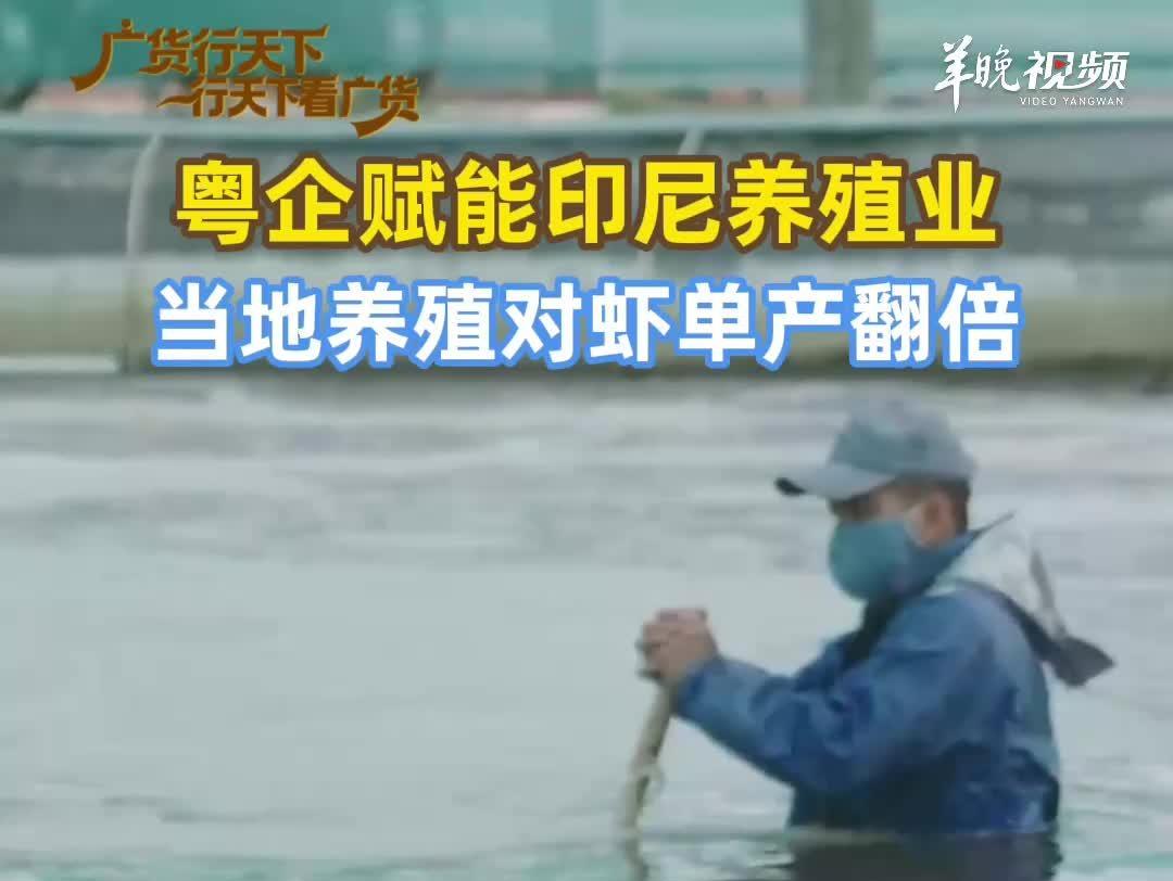 广东农业科技龙头在印尼“授人以渔”,他们从地下矿工变“科技”农民