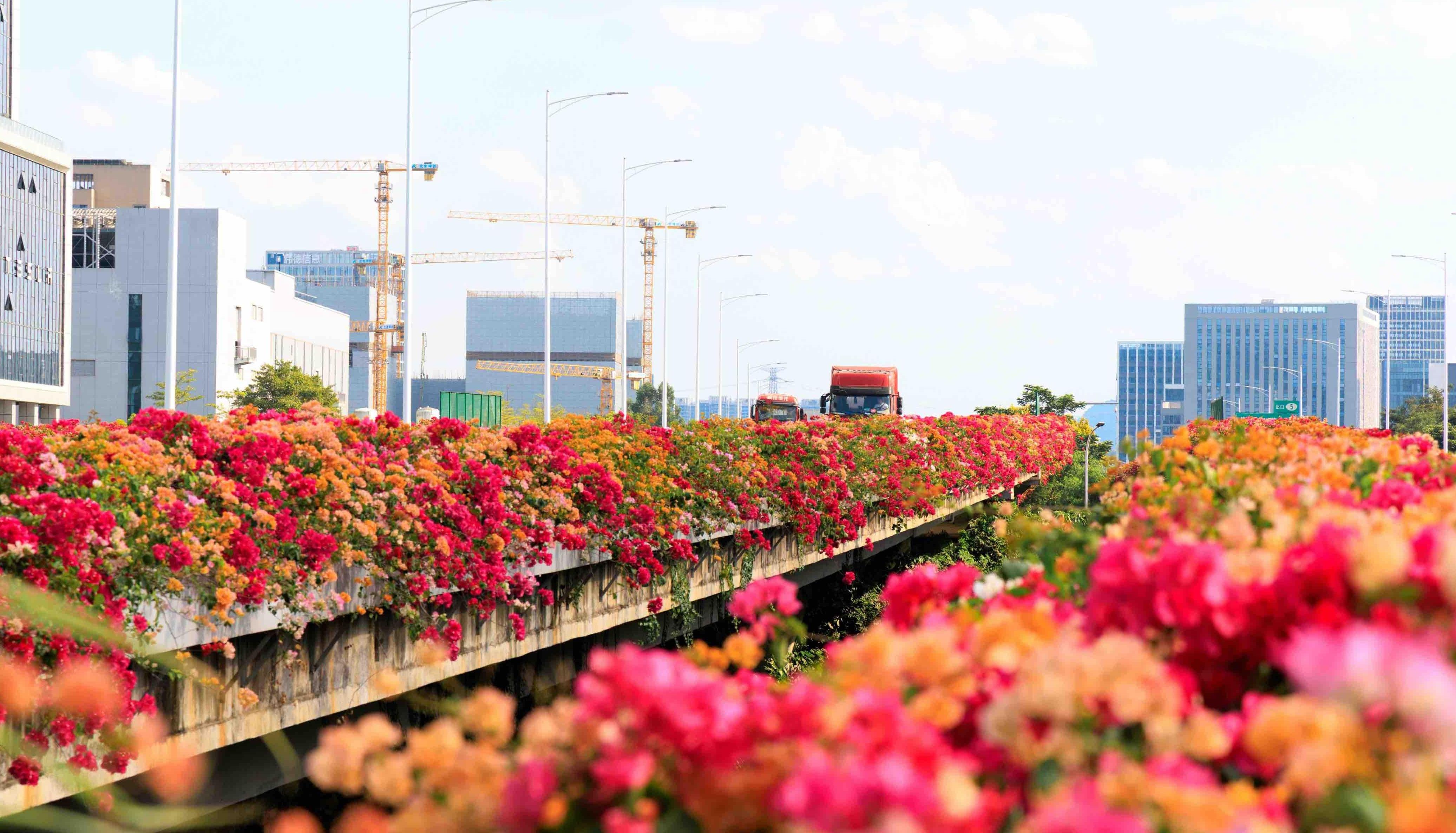  邀您走“花路”！广州黄埔多处簕杜鹃竞相盛放，打卡攻略来了